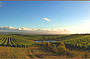 Overlooking the Vines