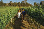 Hunter Valley Scenic Wine & Dine Tour