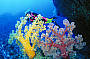 Coral Sea Diving