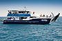 Hervey Bay Half Day Whale Watch, Afternoon