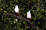 Brahminy Kites on Proserpine River